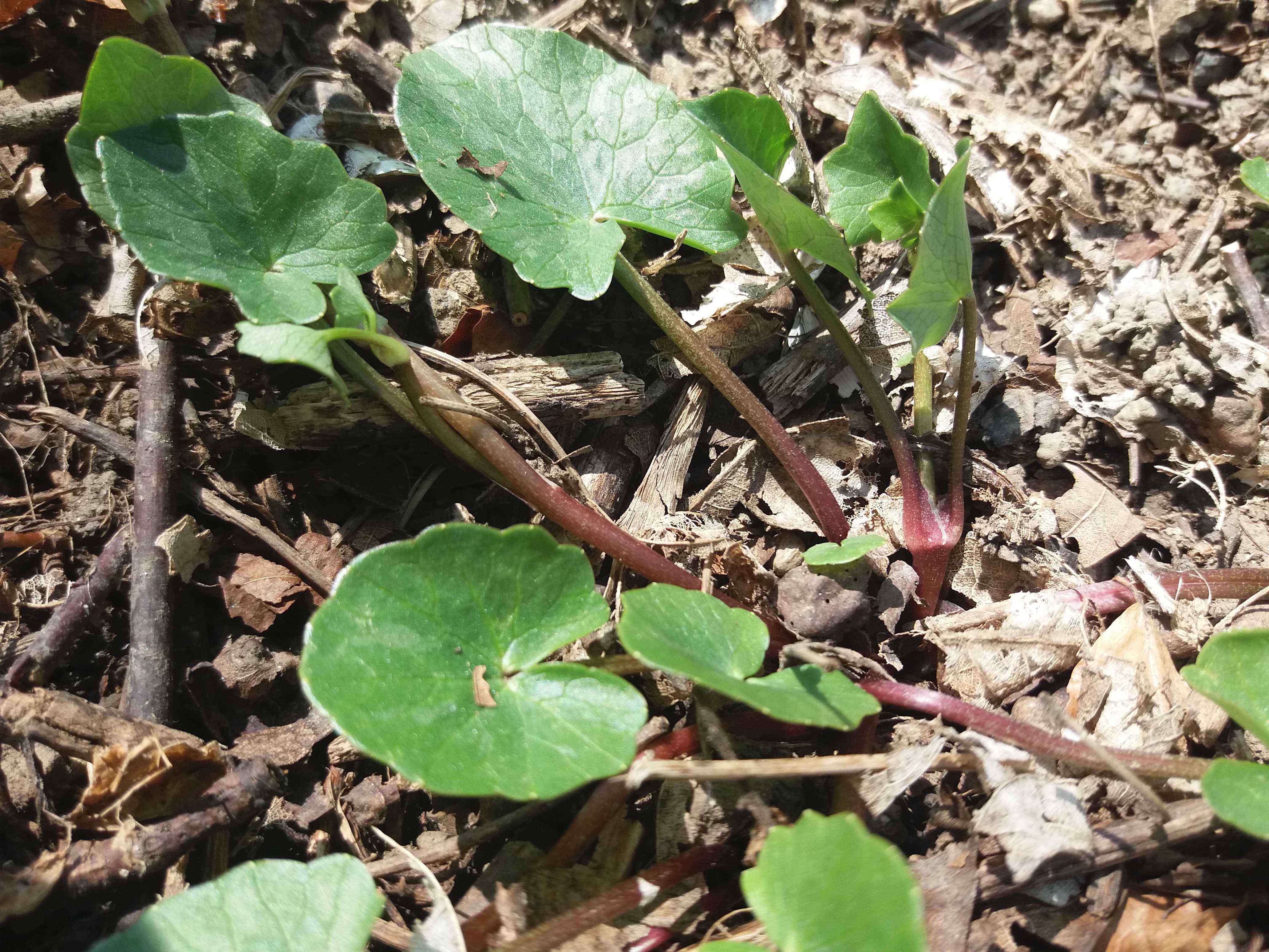 Annexe ficaire-feuille.jpg