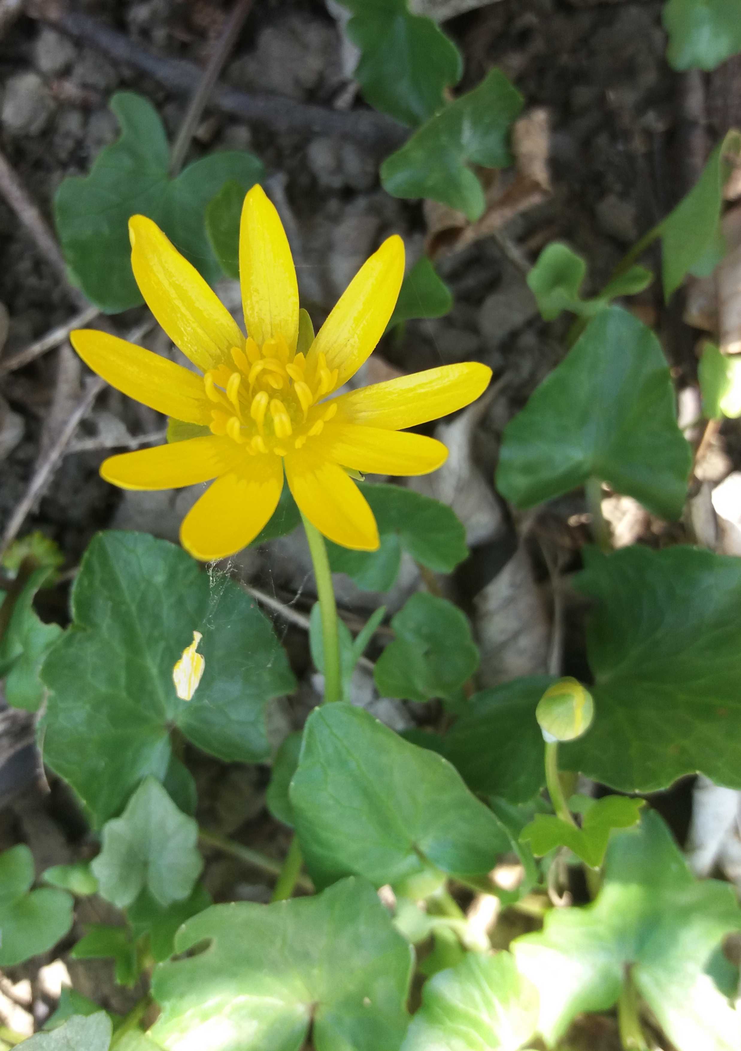 Annexe ficaire-fleur.jpg