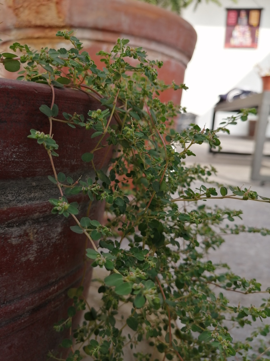 Annexe IMG_20200331_161833_resized_20200331_044757685.jpg