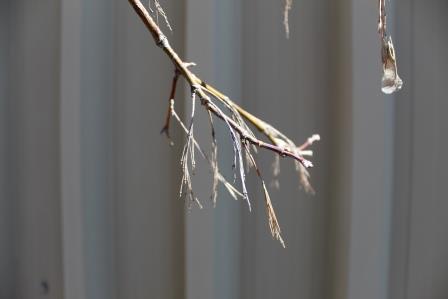 Annexe épines petit format.jpg