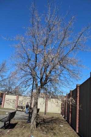 Annexe arbre complet petit format.jpg