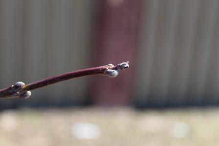 Annexe branches et bourgeons petit format.jpg