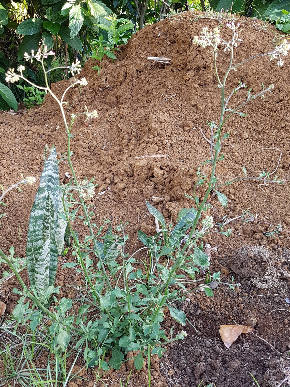 Annexe Emilia sonchifolia.jpg