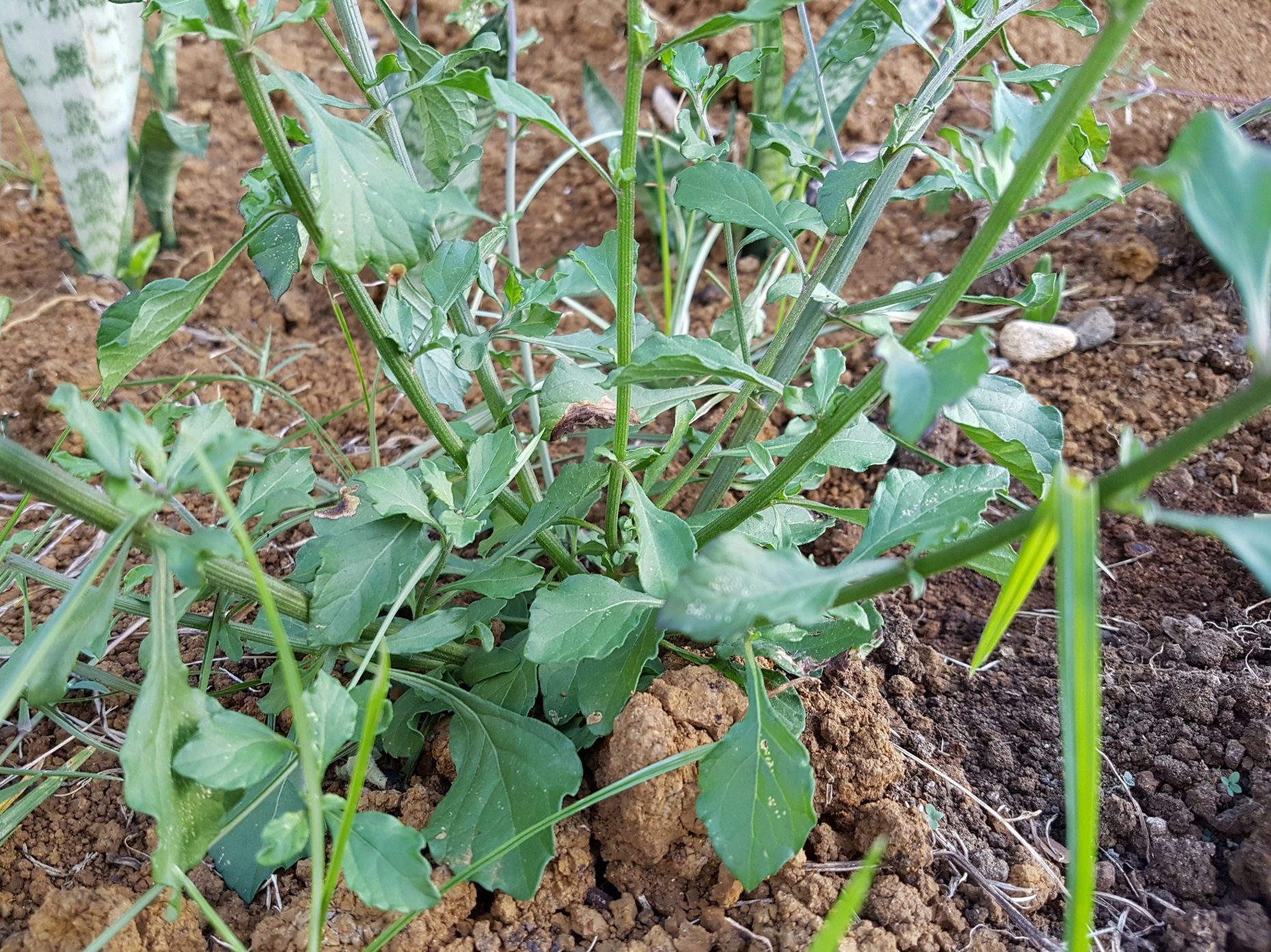 Annexe base du plant.jpg