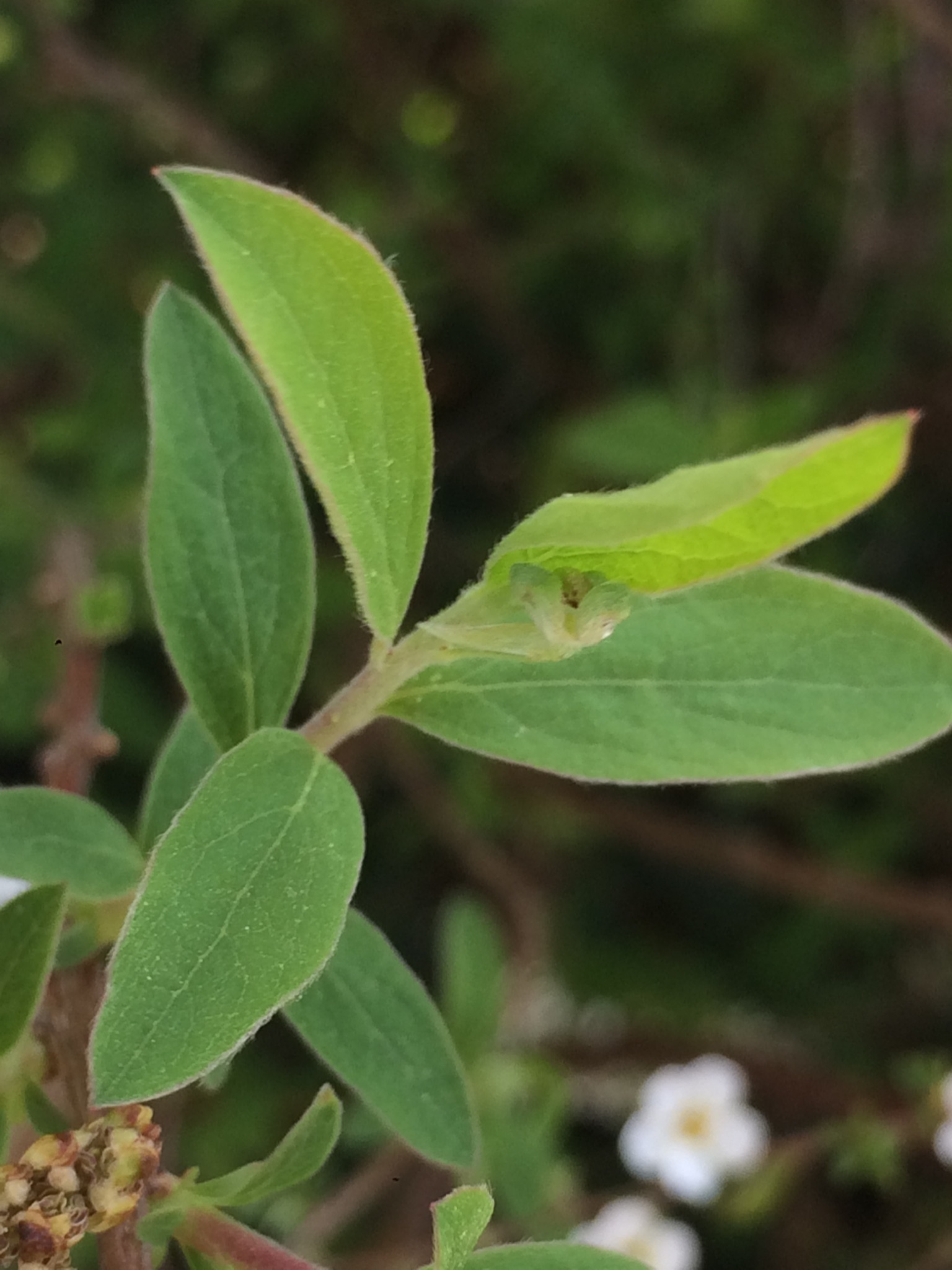 Annexe 6CF5EAE0-768D-4F01-86D6-E369CDE49447.jpeg