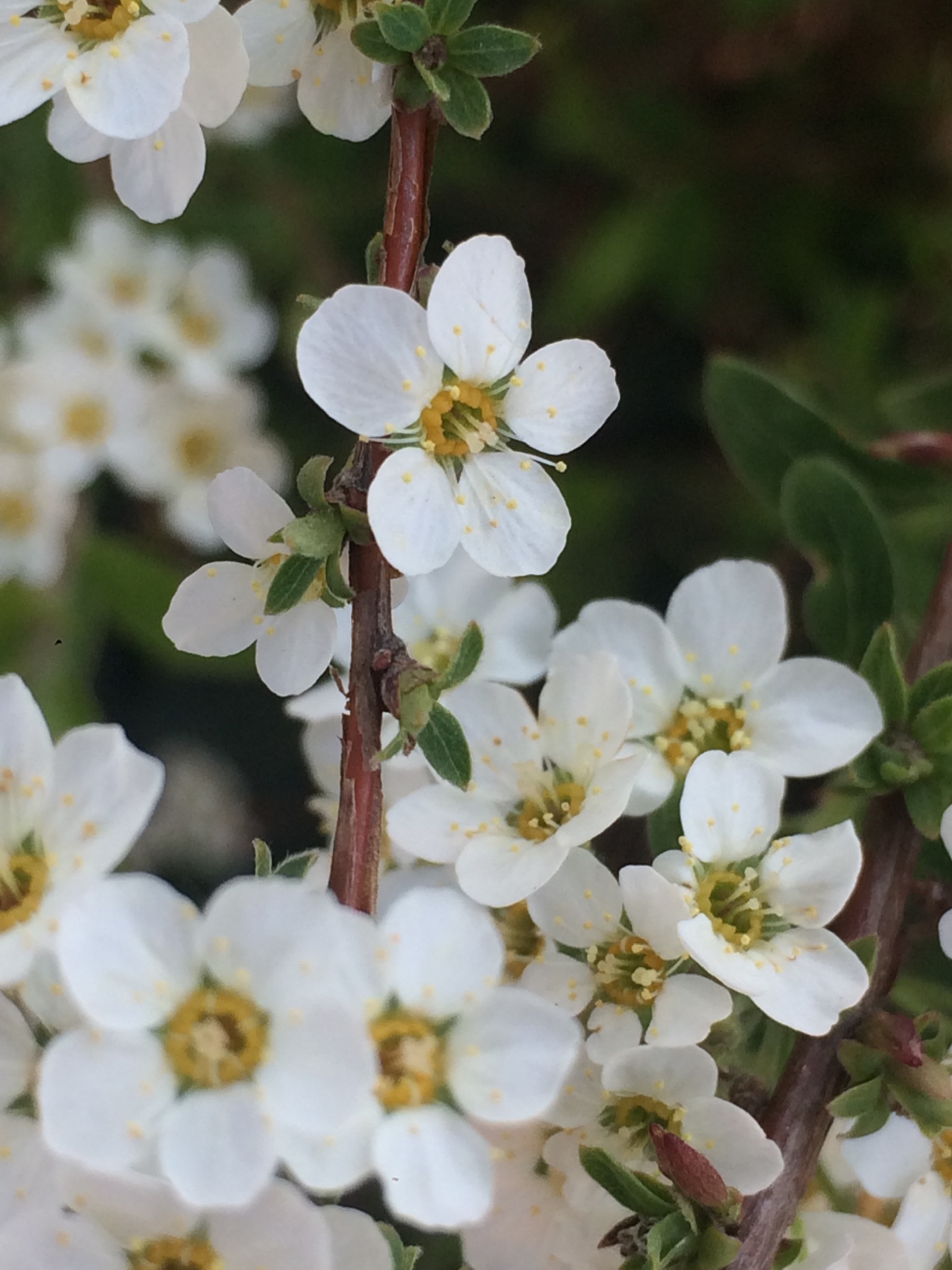 Annexe 96788EFE-B156-4407-A755-F54AF1475AA5.jpeg