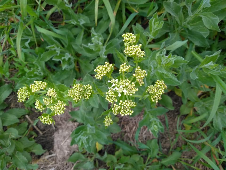 Annexe BROCOLIS SAUVAGE.jpeg