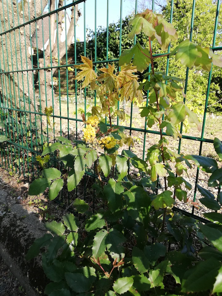 Annexe IMG_20200331_174302.jpg