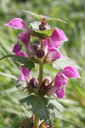 Annexe fleur lamier profil.JPG