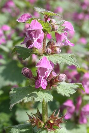 Annexe fleur lamier1.JPG