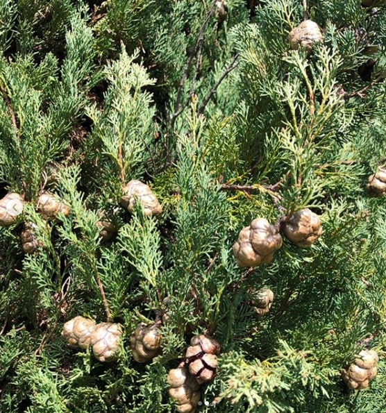 Annexe Sans titred.jpeg