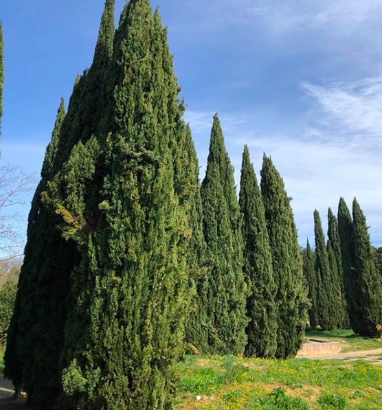 Annexe cupressus sempervirens.jpeg