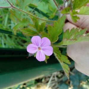 Annexe geranim robertianum 1.jpg