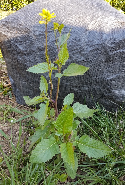 Annexe 04C98775-5B96-4441-B4D0-BF34FD902A9B.jpeg