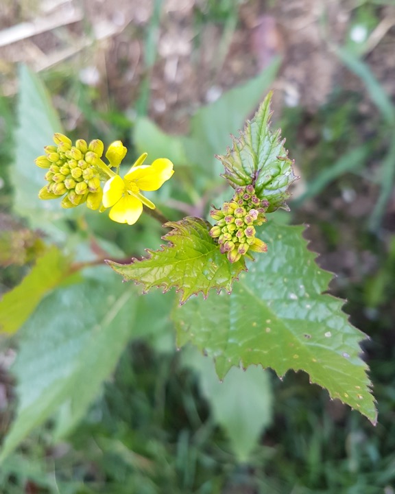 Annexe 71476495-2AA1-41FA-9B4D-78A9B15BDCE3.jpeg