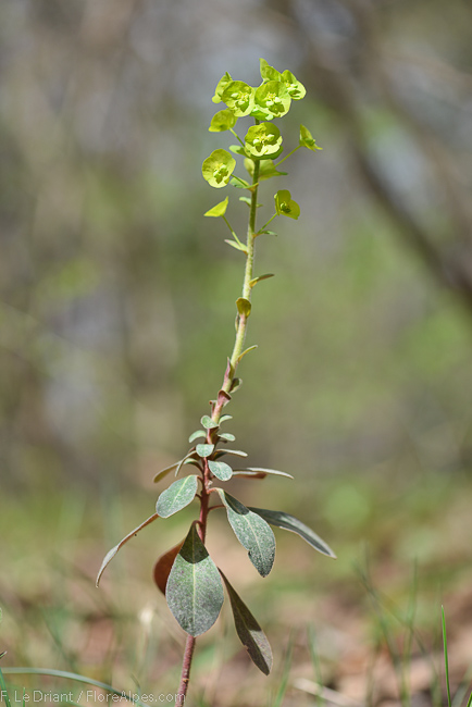 Annexe euphorbebois_2.jpg