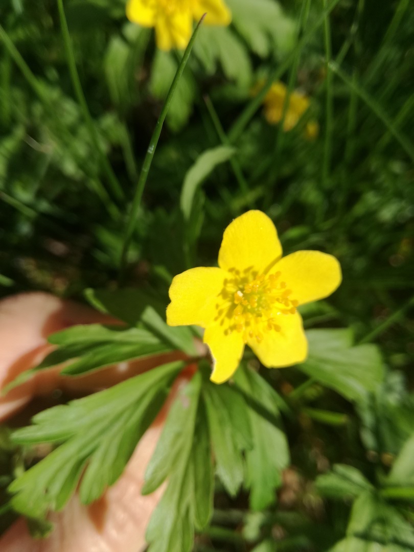 Annexe IMG_20200401_111117.jpg