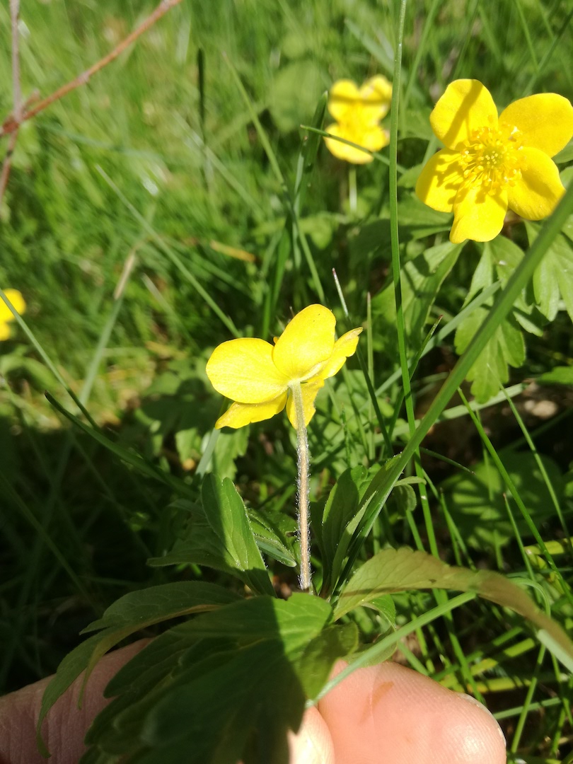 Annexe IMG_20200401_111219.jpg