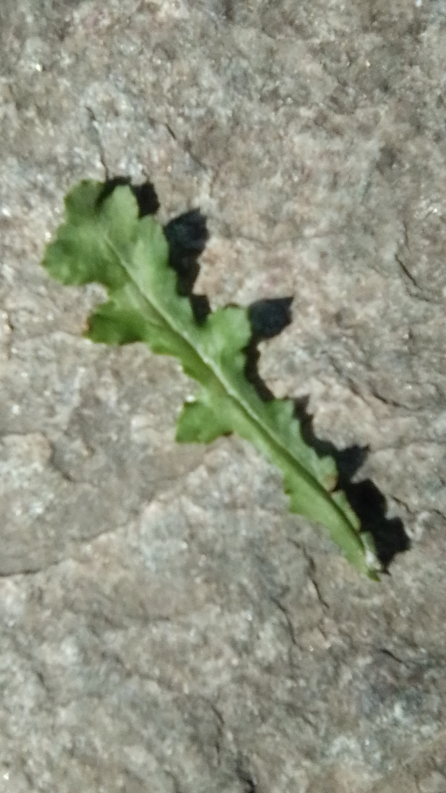 Annexe Séneçon commun - feuille.jpg