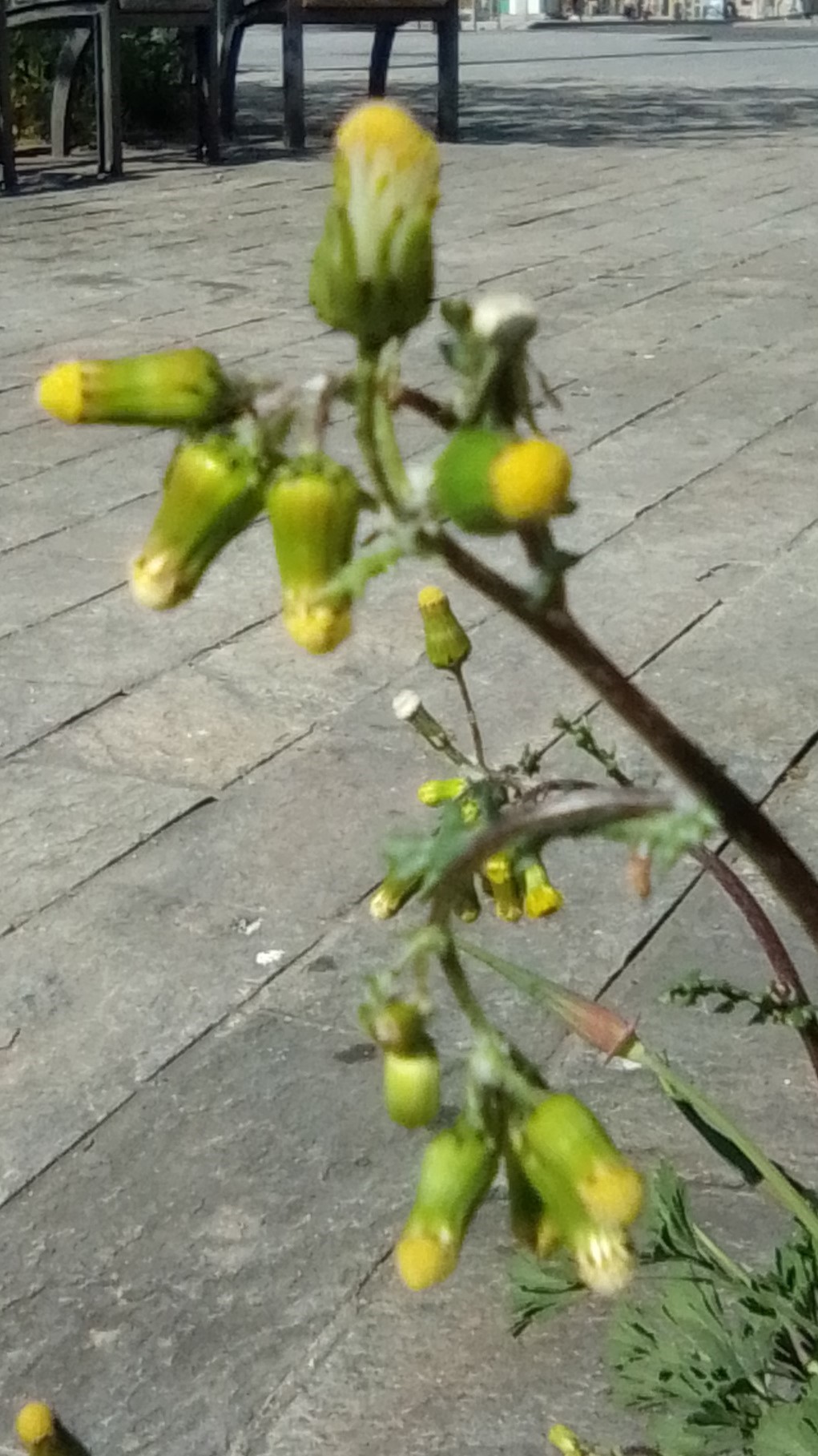 Annexe Séneçon commun - fleurs.jpg