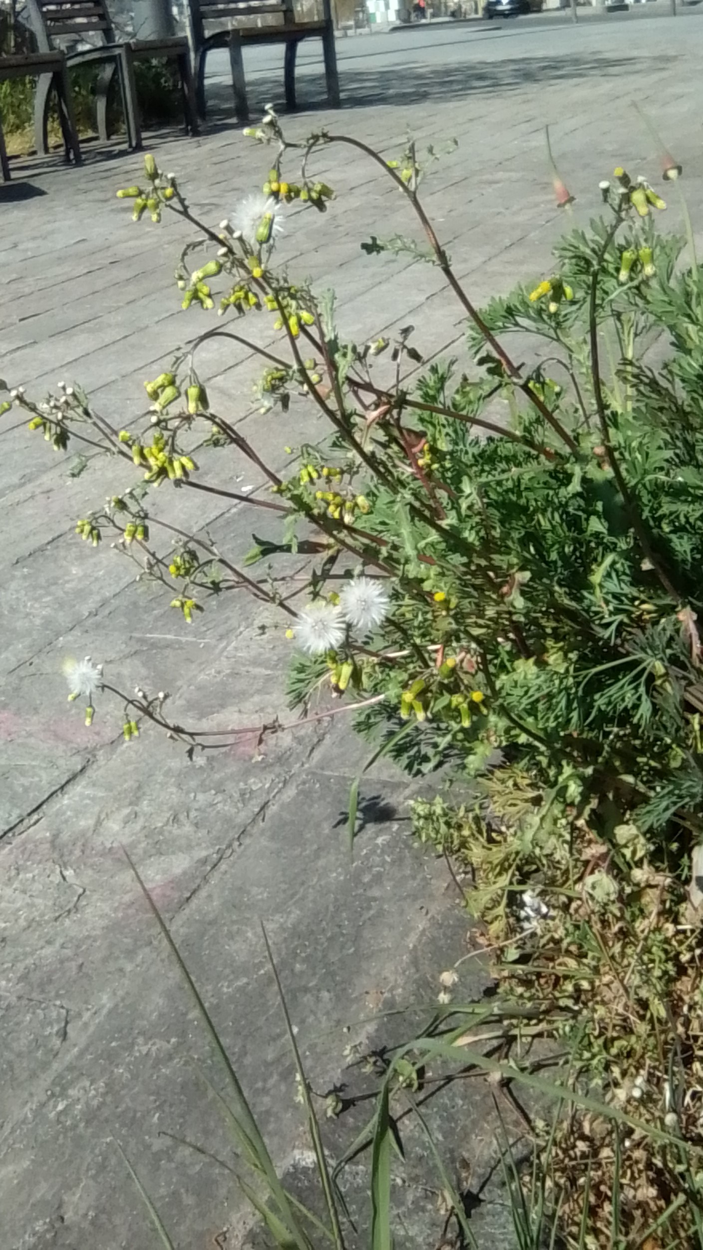 Annexe Séneçon commun .jpg