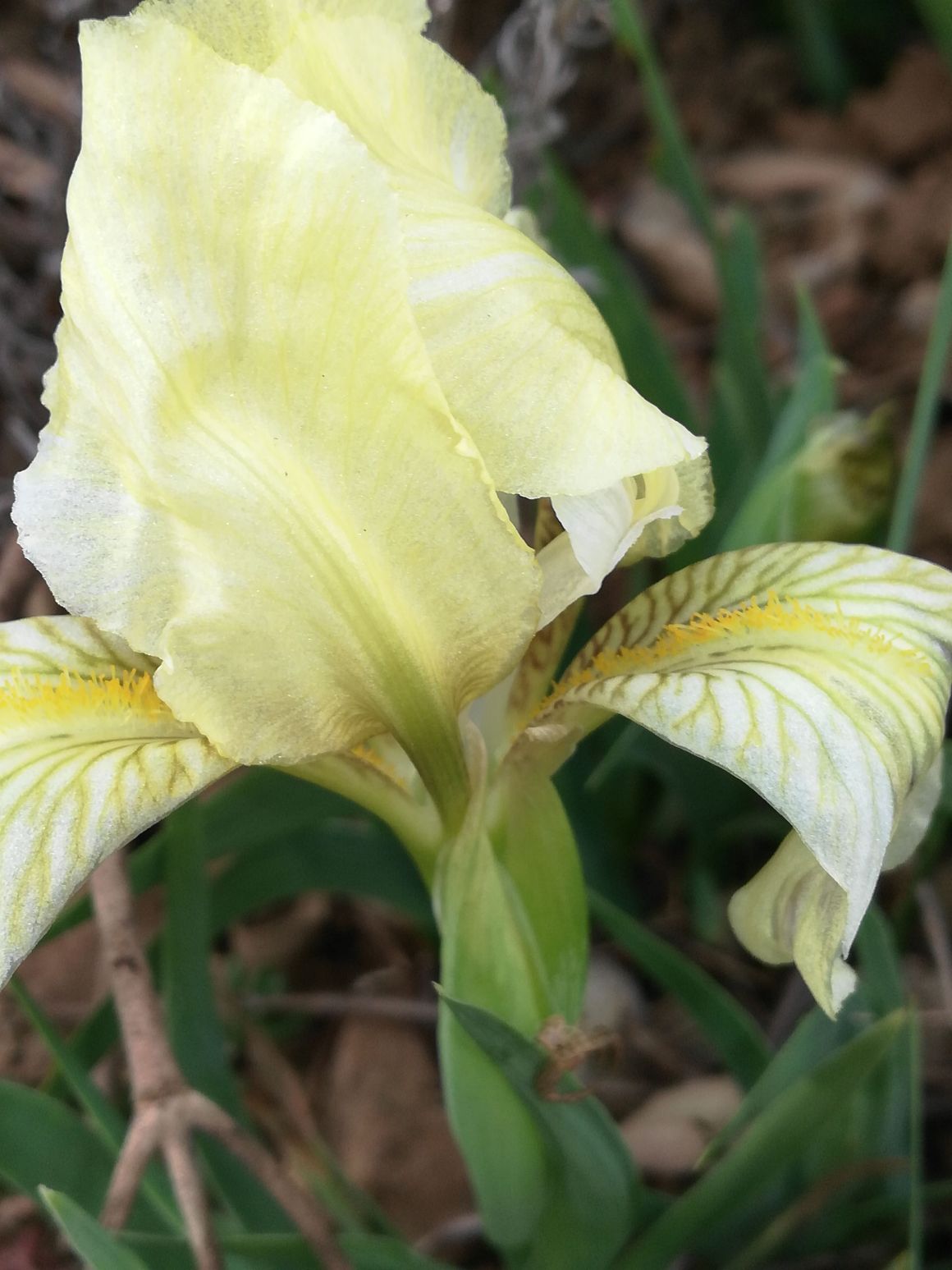 Annexe Iris chamaeiris fleur2 reduit.jpg