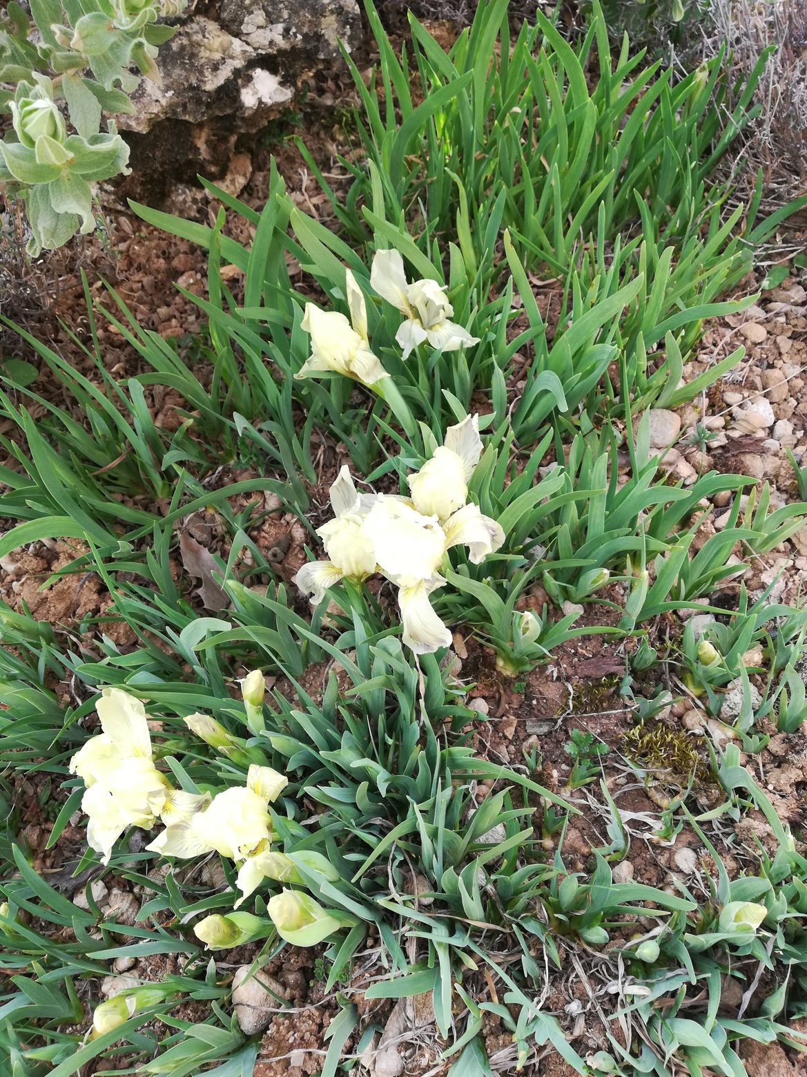 Annexe Iris chamaeiris.réduitjpg.jpg