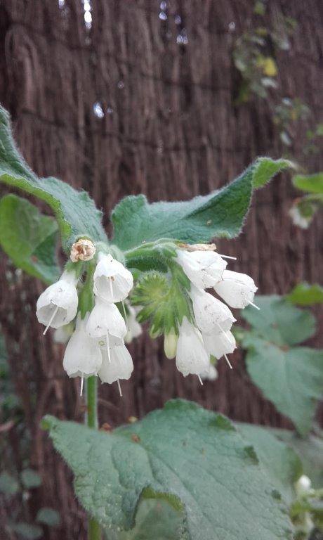 Annexe 20200331_164307_2.jpg