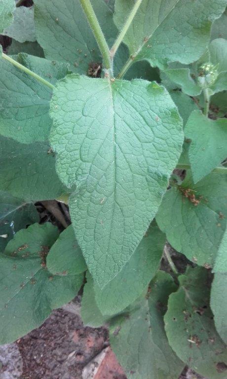 Annexe 20200331_164321_2.jpg