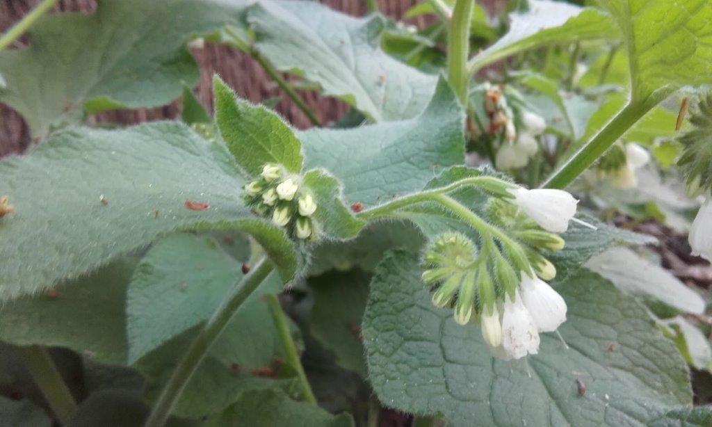 Annexe 20200331_164340_2.jpg