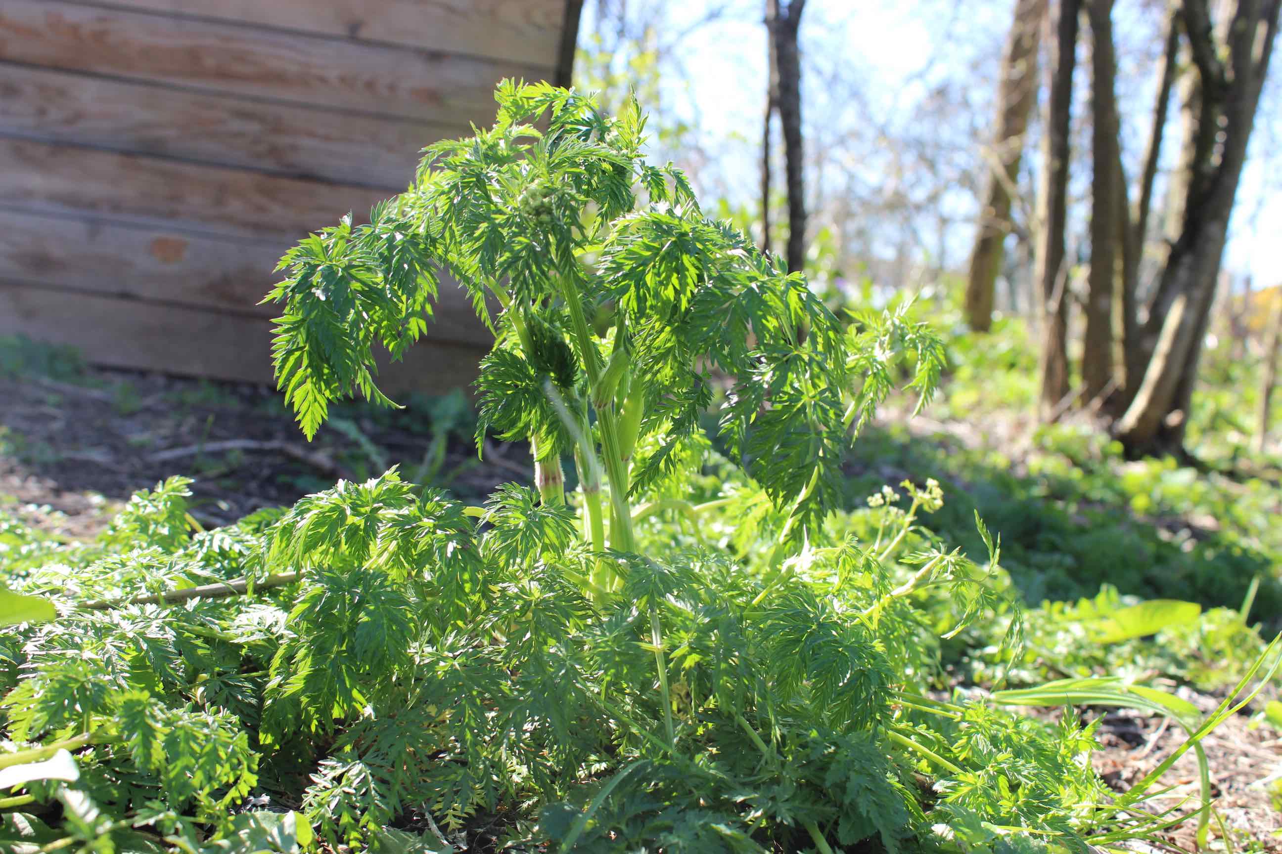 Annexe vue ensemble.jpg