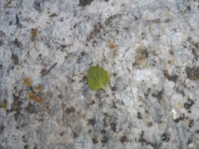 Annexe Paparazzi_2.JPG