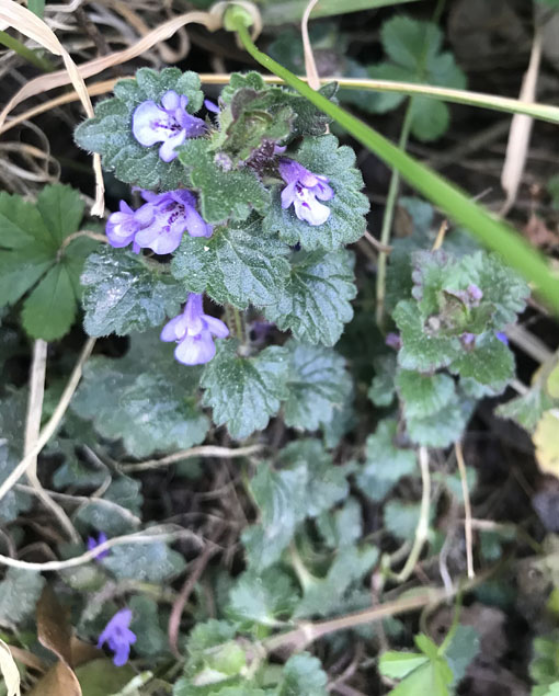 Annexe miniature.jpg