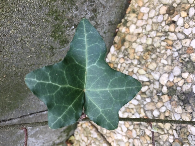 Annexe hedera-helix-feuille-base.JPG