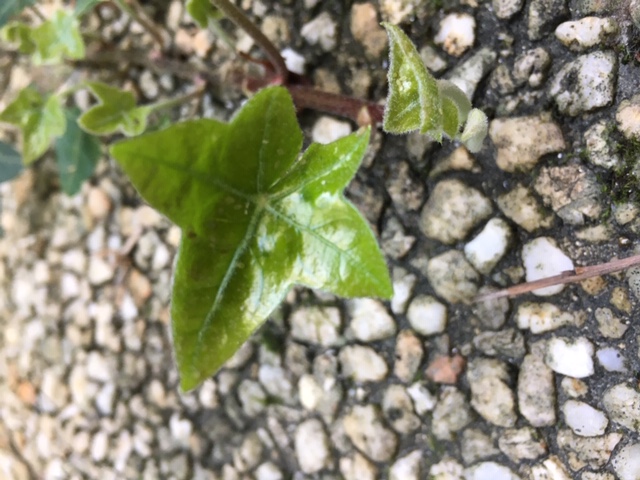 Annexe hedera-helix-feuille-terminale.JPG