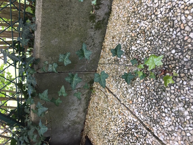 Annexe hedera_helix-1.JPG