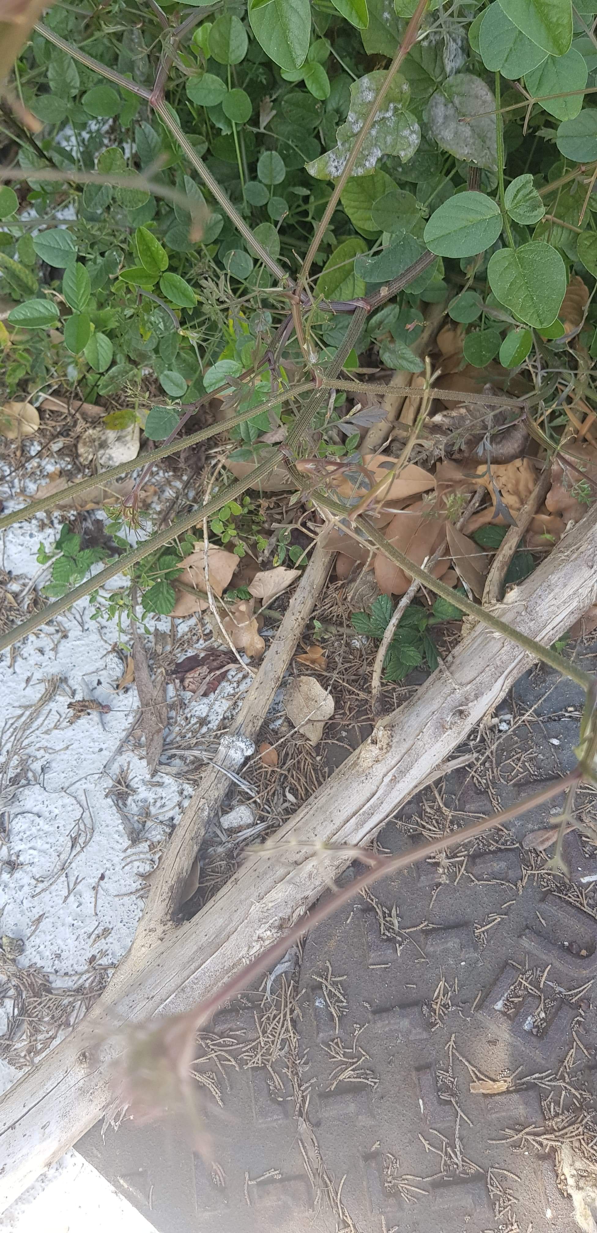 Annexe received_2610301052581632.jpeg