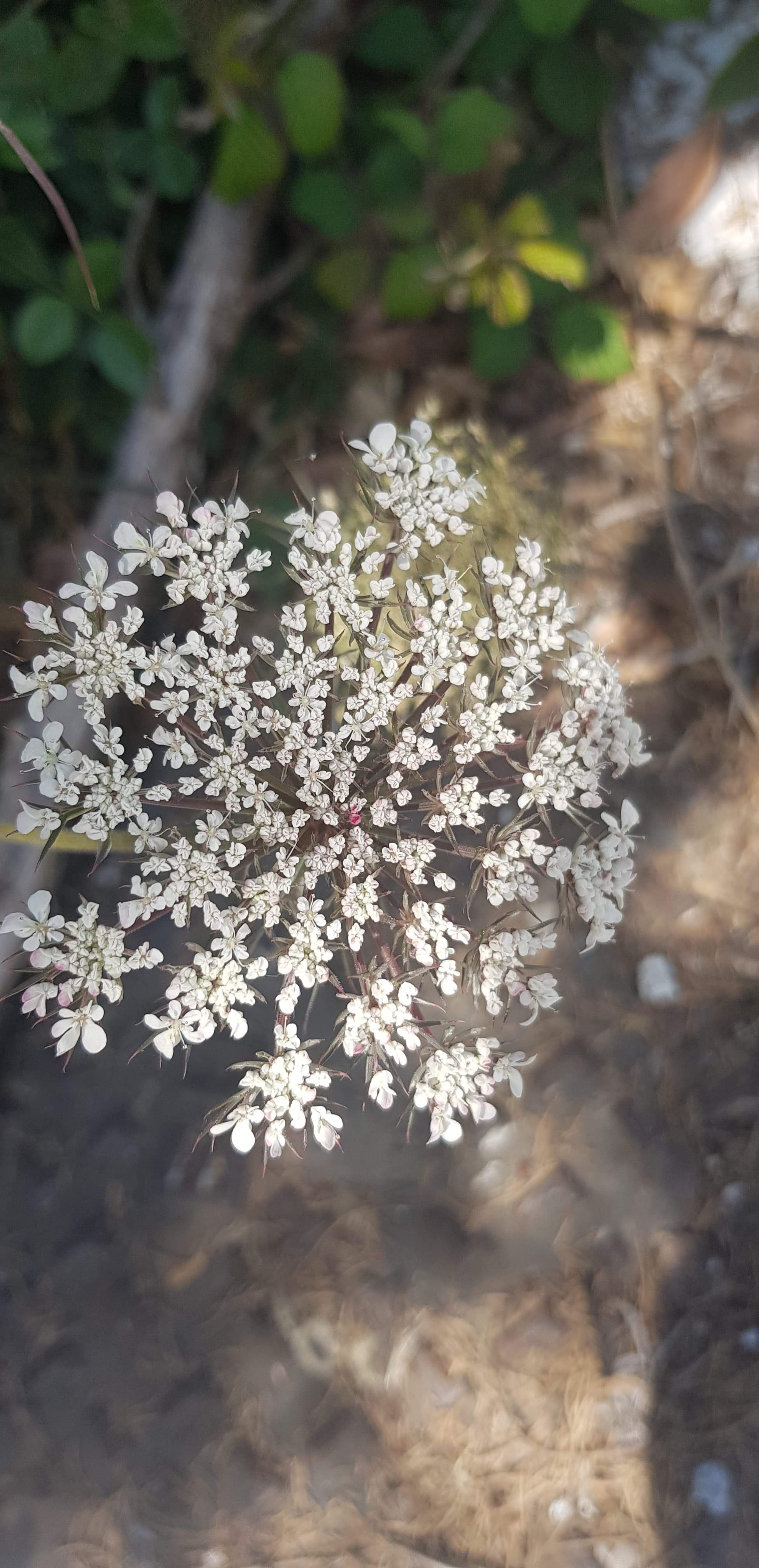 Annexe received_783823035476453.jpeg