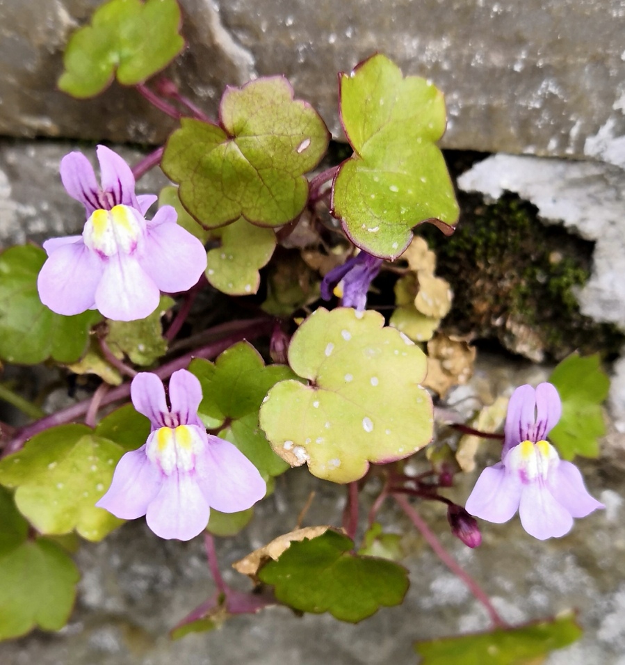 Annexe IMG_20200328_134837.jpg