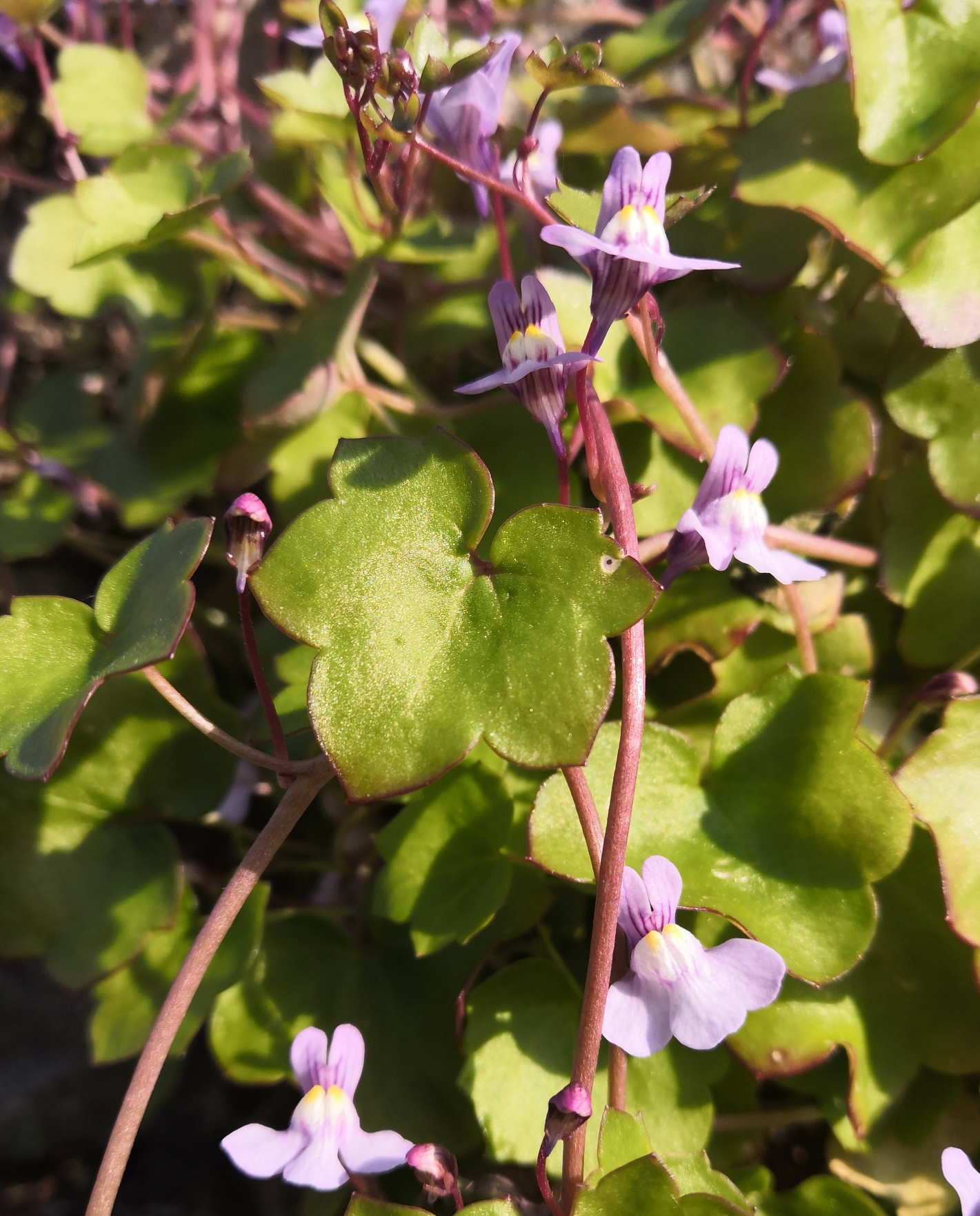 Annexe IMG_20200328_135030.jpg