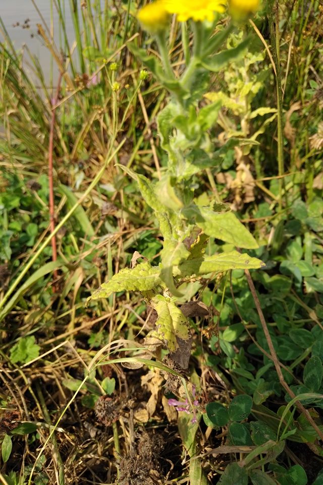 Annexe 91993637_630316687809579_530961084245344256_n.jpg