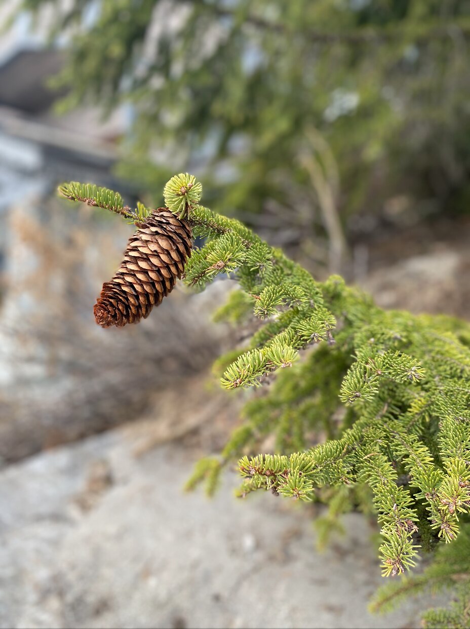 Annexe Capture d’écran 2020-04-01 à 13.52.00.jpg