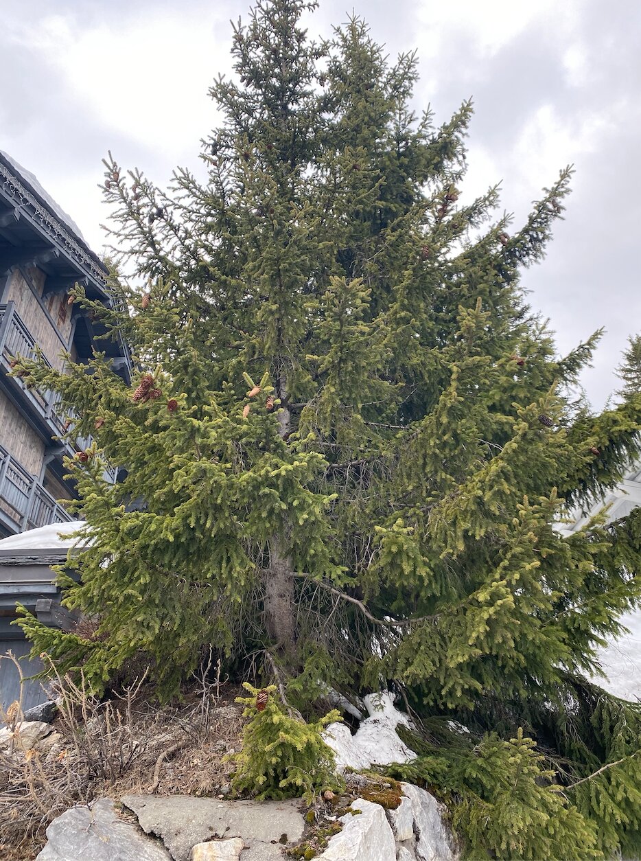 Annexe Capture d’écran 2020-04-01 à 13.52.10.jpg