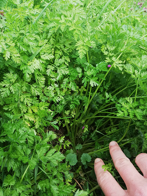 Annexe Cerfeuil Sauvage  (1).jpg