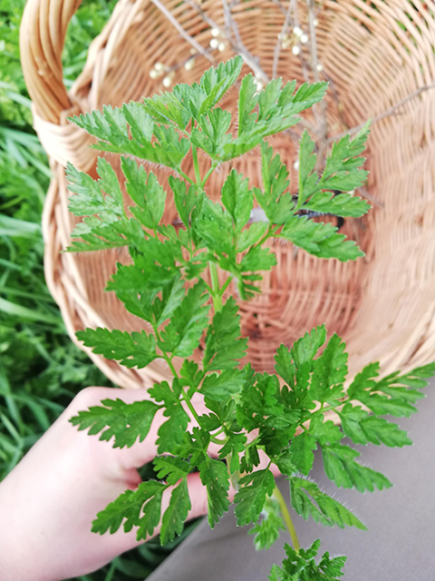 Annexe Cerfeuil Sauvage  (2).jpg