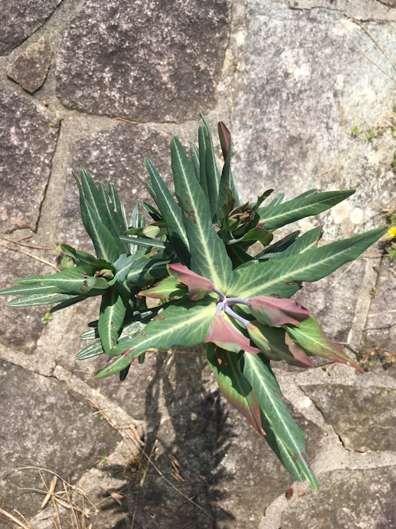 Annexe Euphorbia L  2.jpg
