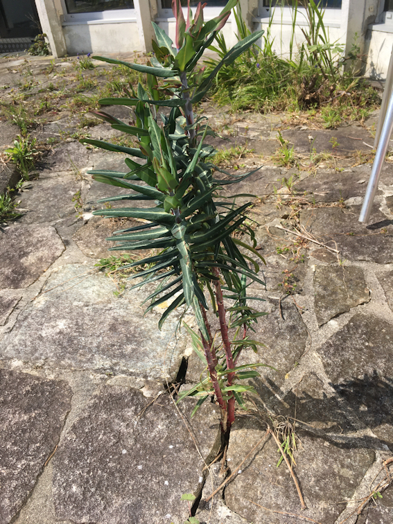 Annexe Euphorbia L 3.jpg