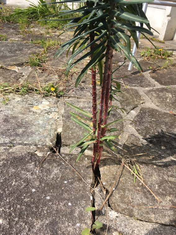 Annexe Euphorbia L1.jpg