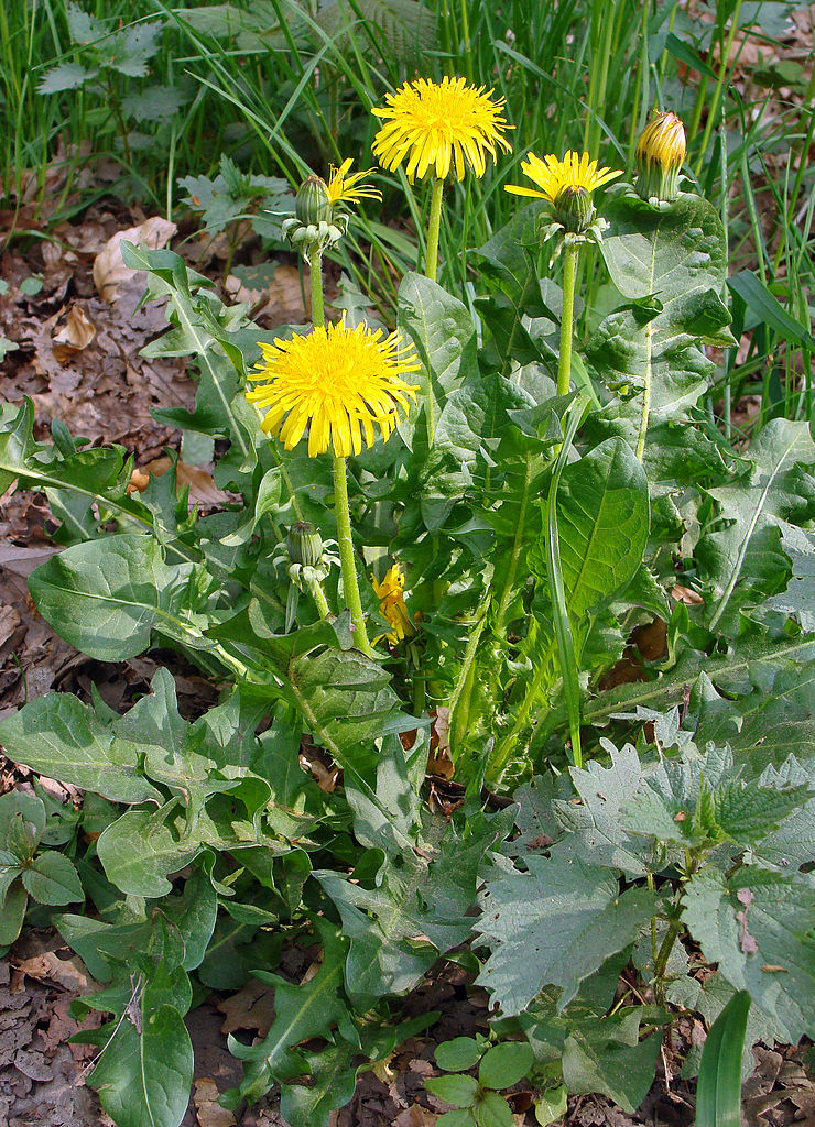 Annexe Pissenlit commun.jpg