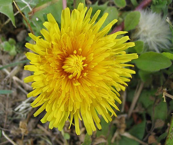 Annexe Pissenlit.jpg